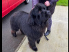 Beautiful Newfoundland puppies in Galway 7